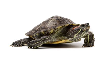 Turtling, what is it and how to avoid it