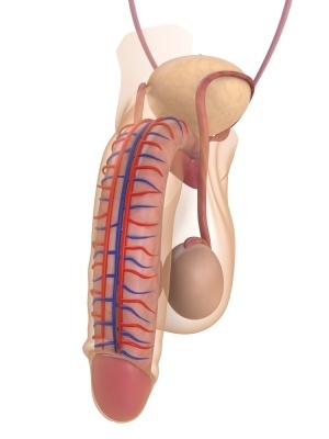 penis anatomy 101