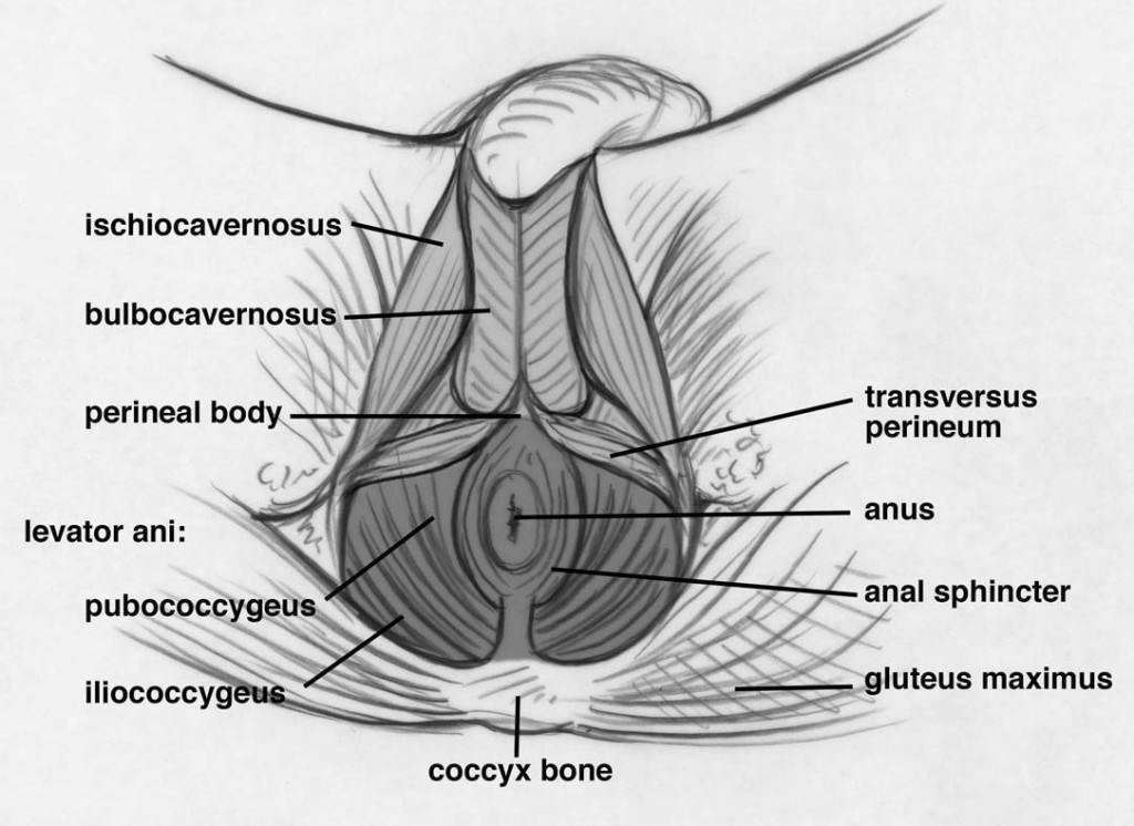 Pelvic floor muscles