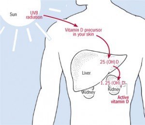 The process of turning sunshine into active vitamin D.