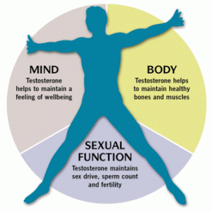 Testosterone has several functions in the male body.