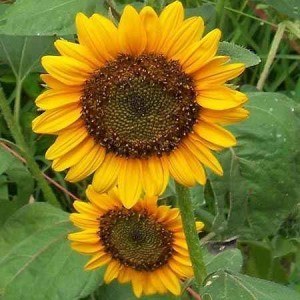 Sunflower seeds