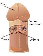 penis anatomy