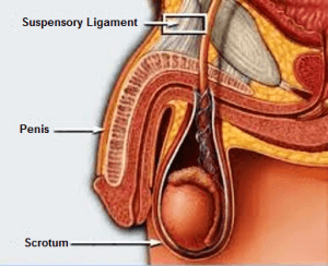 penis surgery anatomy