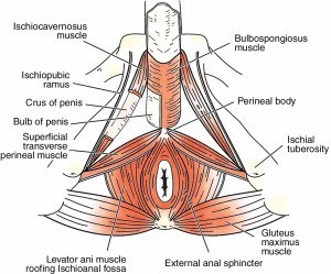 last longer in bed pelvic floor muscle