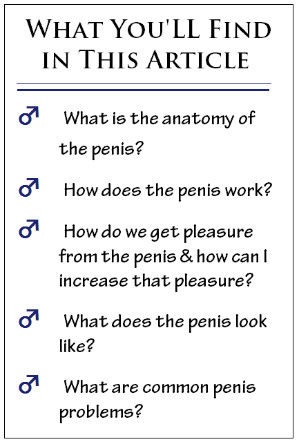 penis article guide to a man's penis