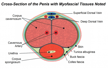 penis anatomy cross-section