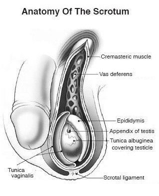 penis testes anatomy of the scrotum