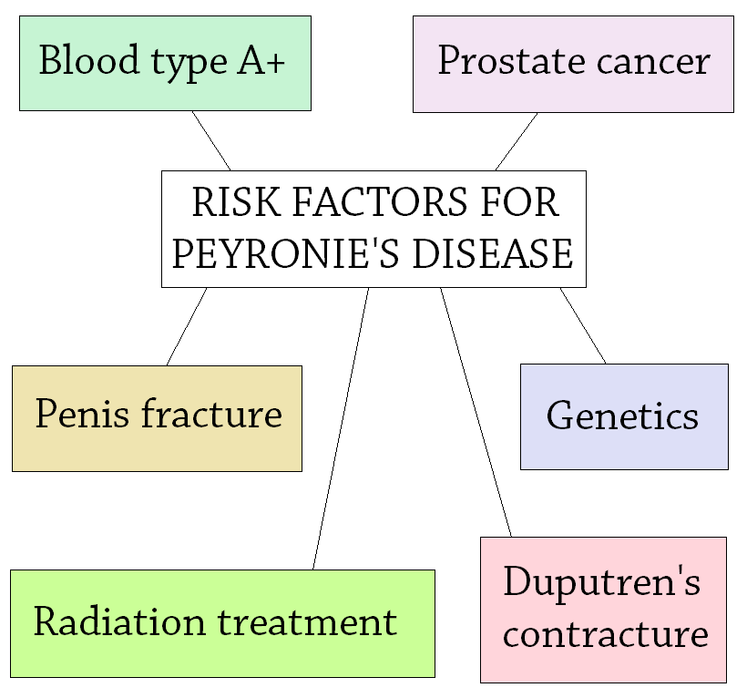 Risk Factors Peyronies Disease