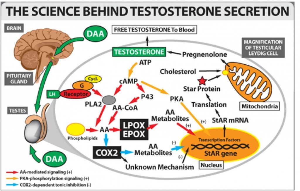testosterone science