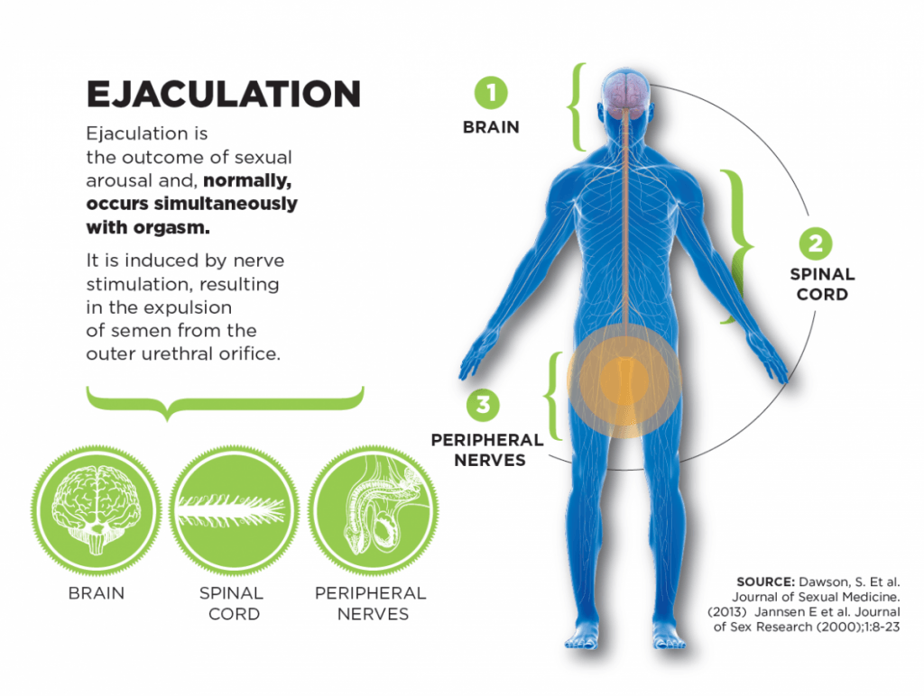 how ejaculation works