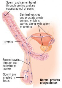 normal ejaculation