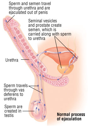 normal ejaculation