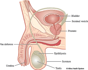 Prostate-cancer-Male-anatom