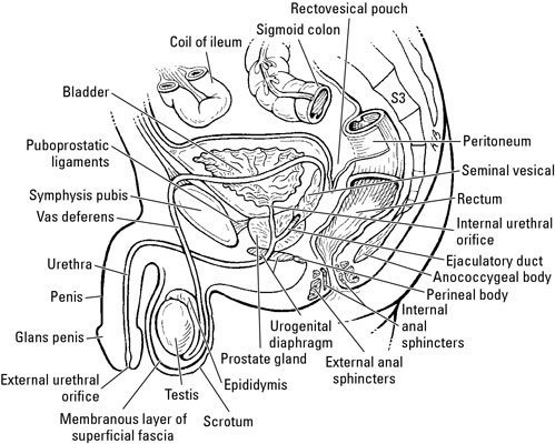 male reproductive system