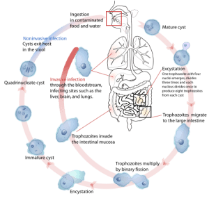 entamoeba-histolytica