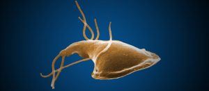 giardia lamblia