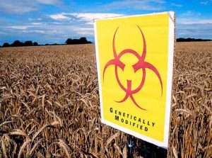 genetically modified wheat dangers
