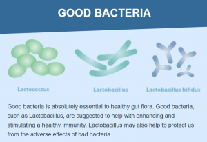 Good bacteria is absolutely essential to healthy gut flora. Good bacteria, such as Lactobacillus, are suggested to help with enhancing and stimulating a healthy immunity. Lactobacillus may also help to protect us from the adverse effects of bad bacteria.