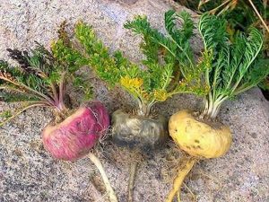 maca root varieties side effects