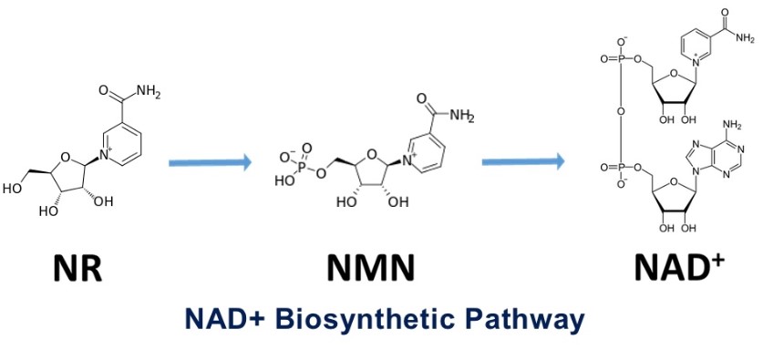 NAD biosynthetic pathway NAD biosynthetic pathway