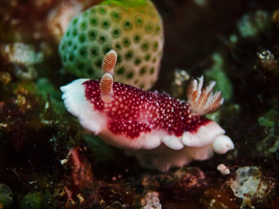 Underwater close-up photography of Chromodoris reticulata (Getty)